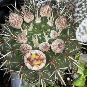 多肉初心者,サボテンの寄せ植え,軒下の画像