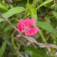 ダイアンサス,ダンドボロギク,ヘクソカズラ(早乙女花),ヘクソカズラ(早乙女花),ヘクソカズラ(早乙女花)の画像