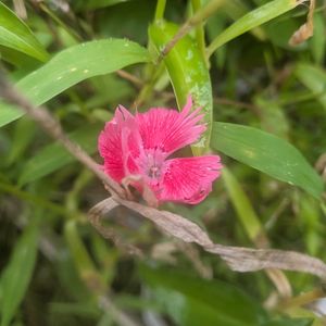 ダイアンサス,ダンドボロギク,ヘクソカズラ(早乙女花),ヘクソカズラ(早乙女花),ヘクソカズラ(早乙女花)の画像