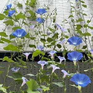 朝顔,西洋アサガオ,グリーンカーテン,種まきっ子,花のある暮らしの画像