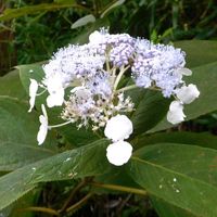 タマアジサイ,玉紫陽花,紫色の花の画像