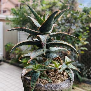 アロエ  ハイブリッド,パープルピープルイーター,アロエ　パープルピープルイーター,多肉植物,子株の画像