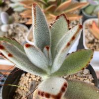 月兎耳,多肉植物,植物のある暮らし,多肉植物のある暮らし,みどりのある暮らしの画像