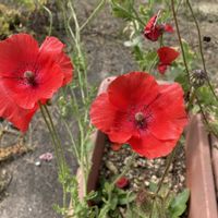 ヒナゲシ,プランター植え,GSに感謝。,北海道道東,武器ではなく花をの画像