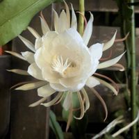 孔雀サボテンの画像