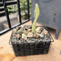サボテン,ブラックベリー,ウチワサボテン,アロエ ドニー,黒トカゲの画像
