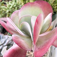 デザートローズ,唐印,多肉植物,カランコエ属,多肉植物の紅葉の画像