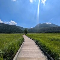 ススキ,ヒゴタイ,ウド,山野草,いつもありがとう♡の画像