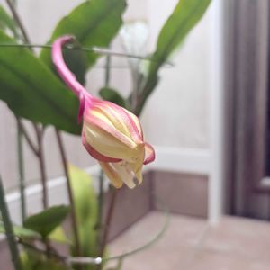 十三夜美人,月下美人の仲間　十三夜美人,つぼみ,挿し木,北海道の画像