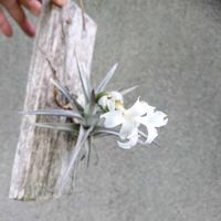 チランジア,Tillandsia,エアプランツの画像