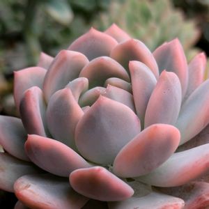 ブルーベリー,モンロー錦,多肉植物,葉挿し,多肉寄せ植えの画像