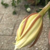 月下美人,軒下,花大好き女子の画像