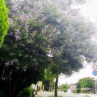 セイヨウニンジンボク,チャイナニンジンボク,花木,紫の花,感謝の画像