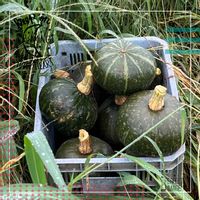かぼちゃ,ウォーキングの楽しみ,置き去りの画像