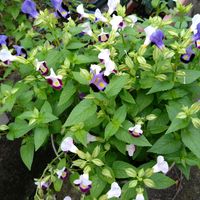トレニア,花のある暮らし,我が家のお花の画像