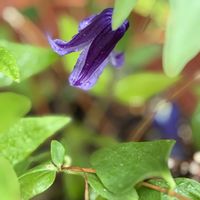 花のある暮らし,緑のある暮らし,GSに感謝。,平和を願う,いつも笑顔で〜〜♡の画像