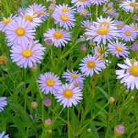 チョウセンシオン,かわいい,可愛い,紫の花,癒しの画像
