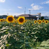 ボタニカルライフ,花のある暮らし,緑のある暮らし,植物男子の画像