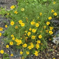 花のある暮らし,緑のある暮らし,GSに感謝。,平和を願う,いつも笑顔で〜〜♡の画像
