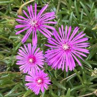 マツバギク,マツバギク,散歩,ピンクの花,花散歩の画像