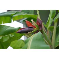 バナナ,鉢植え,ミラーレス一眼,バナナ栽培,ゆみさんちの果樹・ミニ菜園の画像