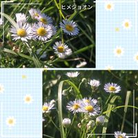 ヒメジョオン,いつもの散歩道,いつもありがとう,可愛い雑草,出会いに感謝の画像