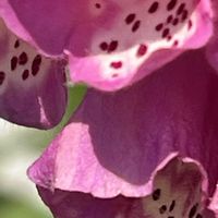 ジギタリス,ピンクの花,素敵な出会いに感謝,今日も元気で,今日も笑顔で♡の画像