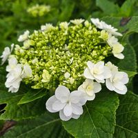 アジサイ,感謝,花のある暮らし,いつまでも,き　れ　い❤の画像