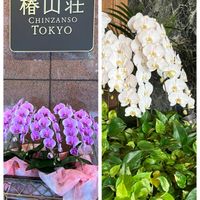 グズマニア,胡蝶蘭,アメリカデイゴ,がんばれ！熊本,椿山荘の画像