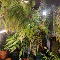 タカワラビ,キンモウコウ,ジオ・ゴールデン・ボバイン,観葉植物,シダ植物の画像