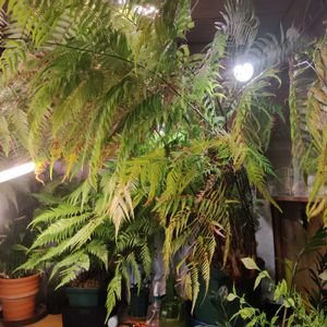 タカワラビ,キンモウコウ,ジオ・ゴールデン・ボバイン,観葉植物,シダ植物の画像