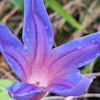 ノアサガオ,雨降りの画像
