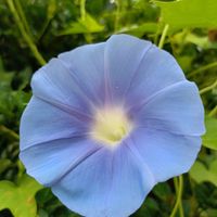 アサガオ,アサガオ,ヤブラン,ヤブラン,かわいいの画像