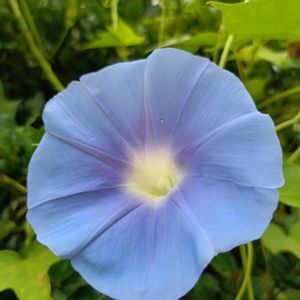 アサガオ,アサガオ,ヤブラン,ヤブラン,かわいいの画像