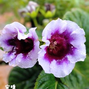  グロキシニア,夏の花,種まき,花のある暮らし,お花を楽しむの画像