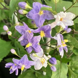 紫色の花,#ガーデニング,エクステリアの画像