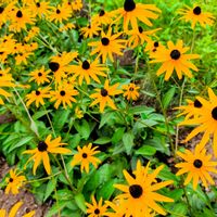 ルドベキア,ガーデン,花のある暮らし,旅行先,緑のある暮らしの画像