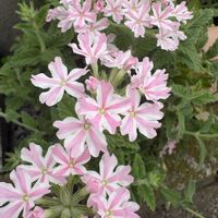 宿根バーベナ,宿根バーベナ,元気もらえる,9月の花,朝のジョギングの画像