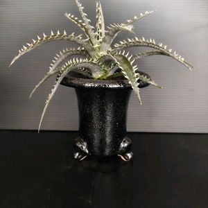 ディッキア．,観葉植物,ディッキア,珍奇植物,万年青鉢の画像