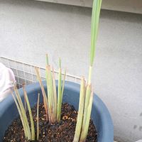 レモングラス,ハーブ,家庭菜園,ベランダの画像