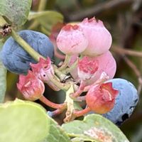 ザクロ,ジニア,ブルーベリーの実,ノリウツギ,季節の花を楽しむの画像