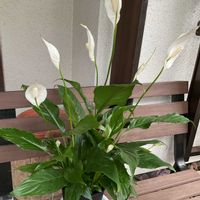 スパティフィラム,セダム,パセリ,観葉植物,GS日和の画像