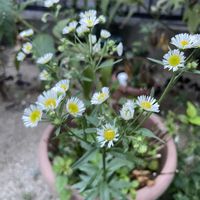 ヒメジョオン,山野草,元気もらえる,お花のある暮らしの画像