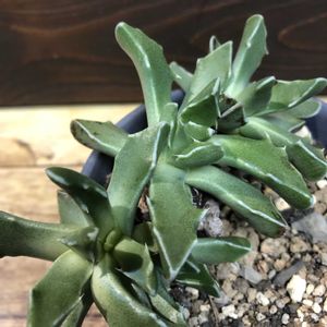 フォーカリア 白波,多肉植物,フォーカリア属,緑のある暮らし,珍奇植物の画像