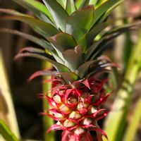 パイナップル,果物,フルーツ,季節の花,咲くやこの花館の画像