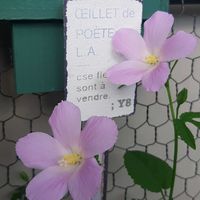 ハイビスカス,ハイビスカス ロバツス,観賞用トウガラシ,トウガラシ,DIYの画像