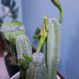 サボテン,柱サボテン,観葉植物,ネコ好き,花のある暮らしの画像
