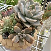 多肉植物,多肉棚,多肉植物の夏越し,庭の画像