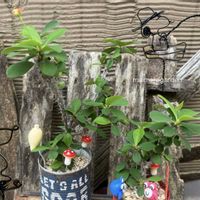 ハナキリン,七宝樹,毎月４日はシダの日,かっきーちゃんのリメ缶,金曜日の蕾たちの画像