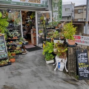 多肉植物,ウラボシ科,ビカクシダ属,食中植物,塊根の画像